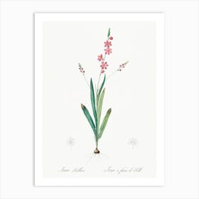 Ixia Scillaris Illustration, Pierre Joseph Redoute Art Print