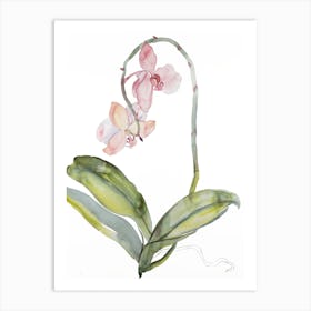 Orchid 9 Art Print