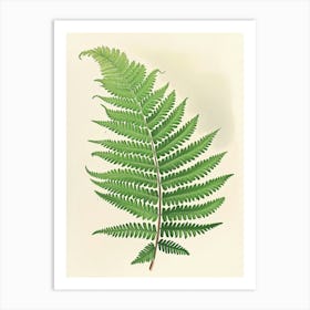 Vintage Illustration Netted Chain Fern 1 Art Print