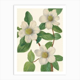 Vintage Botanical Mary Vaux Walcott _2732416 Art Print