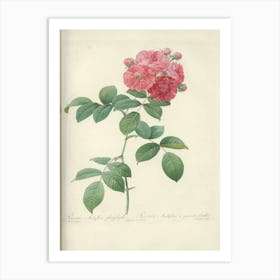 Rose Illustration, Pierre Joseph Redoute (15) Art Print