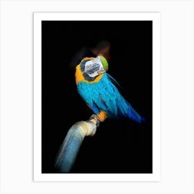 Blue And Yellow Macaw 1 Art Print