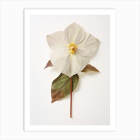 Pressed Wildflower Botanical Art Trillium Art Print