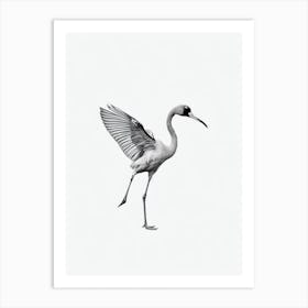 Greater Flamingo B&W Pencil Drawing 2 Bird Art Print
