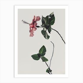 Hibiscus 1 Art Print