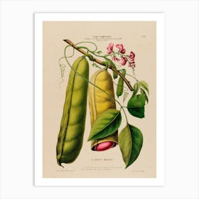 Pea Pods Art Print