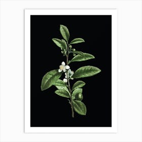 Vintage Tea Tree Botanical Illustration on Solid Black n.0201 Art Print