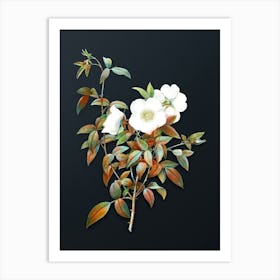 Vintage White Rose of Snow Botanical Watercolor Illustration on Dark Teal Blue n.0247 Art Print