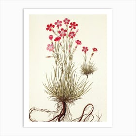 Phlox 3 Art Print