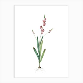 Vintage Ixia Scillaris Botanical Illustration on Pure White n.0937 Art Print