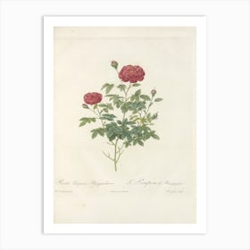 Rose Illustration, Pierre Joseph Redoute (74) Art Print