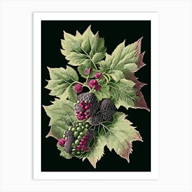 Blackberry Blossom Wildflower Vintage Botanical 1 Art Print