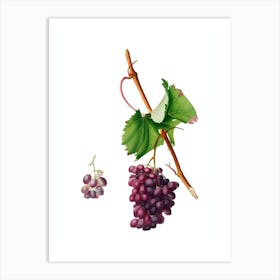 Vintage Grape Barbarossa Botanical Illustration on Pure White n.0338 Art Print