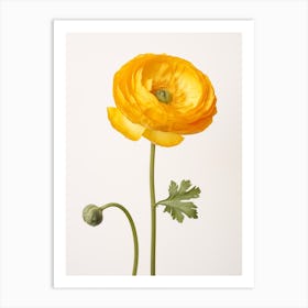 Pressed Wildflower Botanical Art Buttercup Ranunculus 2 Art Print