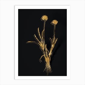 Vintage Allium Carolinianum Botanical in Gold on Black n.0151 Art Print