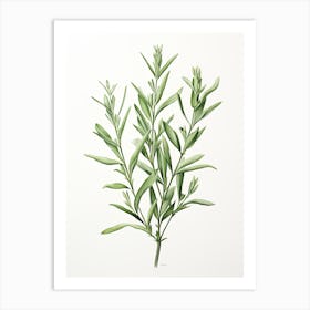 Tarragon Vintage Botanical Herbs 3 Art Print
