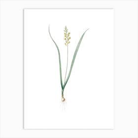 Vintage Lachenalia Pallida Botanical Illustration on Pure White Art Print