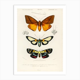 Collection Of Moths, Charles Dessalines D'Orbigny 1 Art Print
