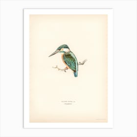 Alcedo Ispida, The Von Wright Brothers Art Print