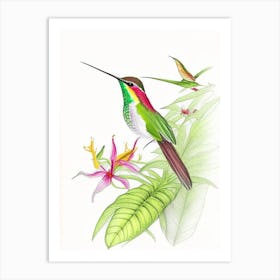 Hummingbird In Tropical Rainforest Quentin Blake Illustration Art Print