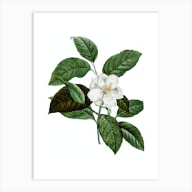 Vintage Stewartia Tree Botanical Illustration on Pure White n.0849 Art Print