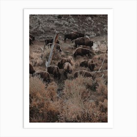 Sagebrush Bison Herd Art Print