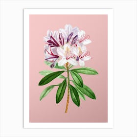 Vintage Common Rhododendron Botanical on Soft Pink n.0306 Art Print