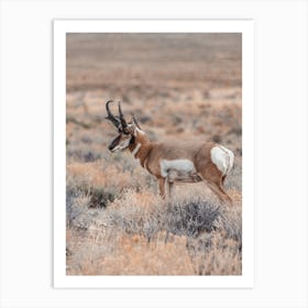 Nature Pronghorn Art Print