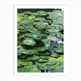 Water Lily Art Print