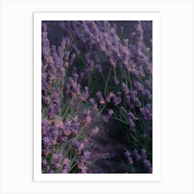 Lavender Field 11 Art Print