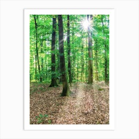 Sun Rays In The Forest Art Print