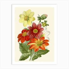 Dahlias 4 Art Print