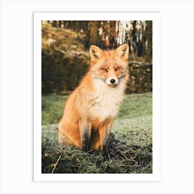 Red Fox In Grass Art Print
