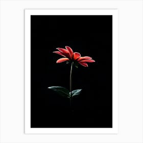 Single Red Flower On Black Background 4 Art Print