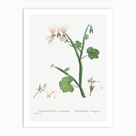 Pelargonium Tetragonum, Pierre Joseph Redoute Art Print