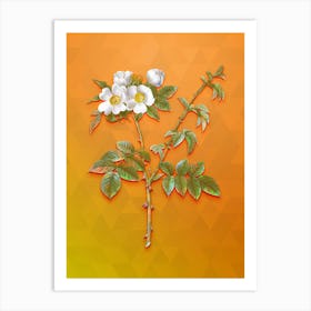 Vintage White Flowered Rose Botanical Art on Tangelo n.0175 Art Print