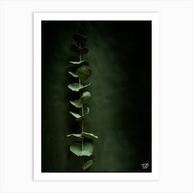 Eucalyptus Photograph 3 Art Print