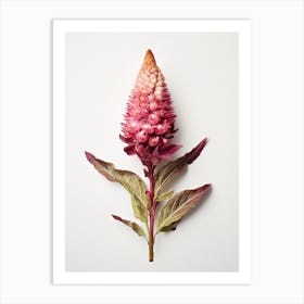 Pressed Flower Botanical Art Celosia 3 Art Print