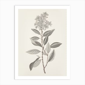 Antique Leaf Drawing Art Print