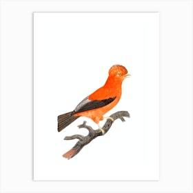 Vintage Andean Cock Of The Rock Bird Illustration on Pure White Art Print