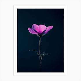 Single Flower On Dark Background Art Print