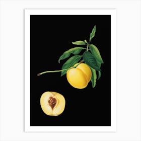 Vintage Yellow Apricot Botanical Illustration on Solid Black n.0671 Art Print