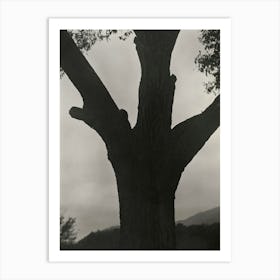 The Dying Chestnut (1919), Alfred Stieglitz Art Print