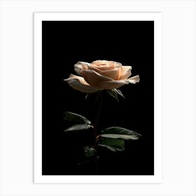 Rose On A Black Background 28 Art Print