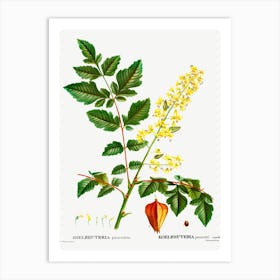 Koelreuteria Paniculata, Pierre Joseph Redoute Art Print