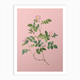 Vintage Sweetbriar Rose Botanical on Soft Pink n.0417 Art Print