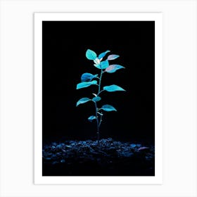 Small Plant In The Dark 2 Art Print