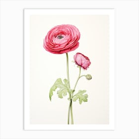 Ranunculus Flower Vintage Botanical 1 Art Print