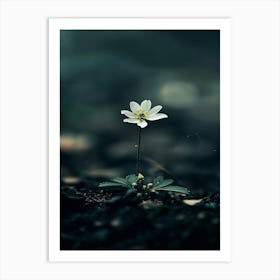 Single Flower In The Dark 49 Art Print