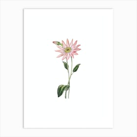 Vintage Mr. Dickson's Echinacea Botanical Illustration on Pure White n.0756 Art Print